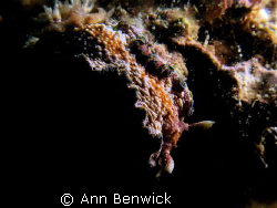 Glossodoris Cincta. 
Taken in one of our dives in Puerto... by Ann Benwick 